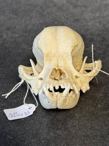 Pekinees hond Schedel - Pekingeser dog - 7 cm - 8 cm - 10, Nieuw