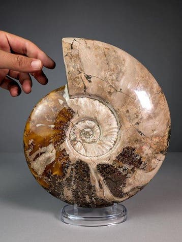 Grote Cleoniceras-ammoniet - Gefossiliseerde schelp -