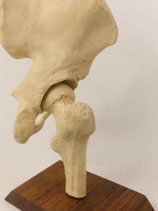 Anatomisch model - kunststof - 1980-1990 - Menselijk, Antiek en Kunst, Antiek | Wandborden en Tegels