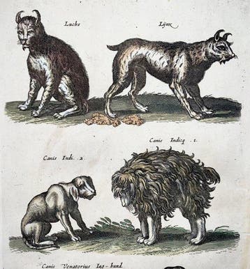 Matthäus Merian (b1593) - hand col. folio: Domestic Dogs,