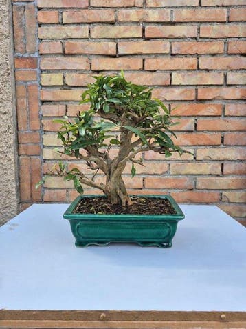 Dwerg granaatappel bonsai (Punica granatum) - Hoogte (boom):
