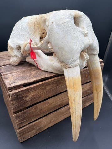 Morse Crâne - Odebenus Rosmarus - 65 cm - 30 cm - 38 cm-, Collections