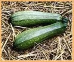Courgette Albarello di Sarzana, Nieuw