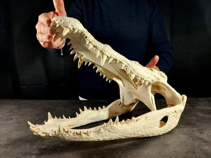 enorme krokodillenschedel Taxidermie volledige montage -, Verzamelen, Dierenverzamelingen