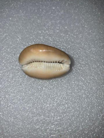 Conque Coquillage marin - Cypraea caputserpentis (Sans prix