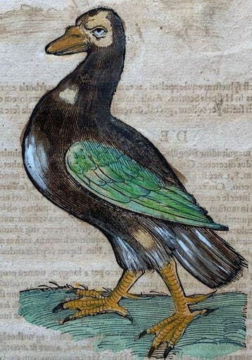 Conrad Gesner - Vogelbuch - 1617