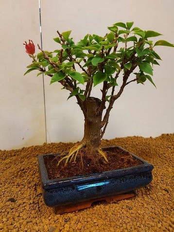 Bougainvillea bonsai (Bougainvillea glabra) - Hoogte (boom):