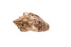Hebreeuwse voluut - zeeslak  RARITEIT Taxidermie