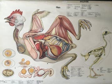 Anatomisch model - Linnen , Hout - 1960-1970 - Oude