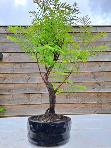 Metasequoia bonsai dans un bol à bonsaï - Hauteur (arbre) :