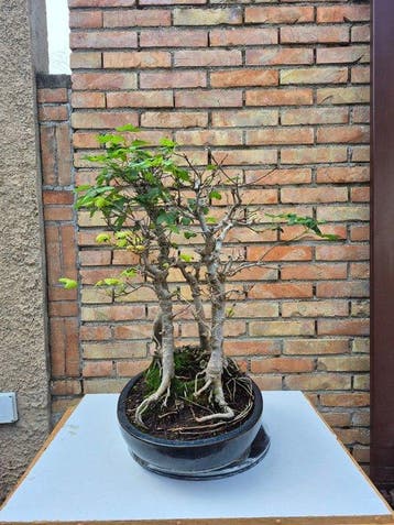 Drietand Esdoorn (Acer Buergerianum) - Hoogte (boom): 56 cm