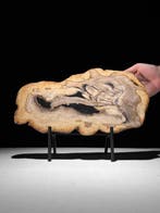 Belle tranche de bois pétrifié sur un support personnalisé -