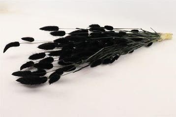 Lagurus Ovatus Pluimgras Graspluimen in hoes Zwart 100 gram