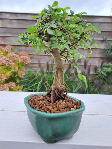 Chinese iep bonsai (Ulmus parviflora) - Hoogte (boom): 17 cm