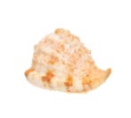 escargot rare GEM avec fiche technique Support mural pour, Nieuw