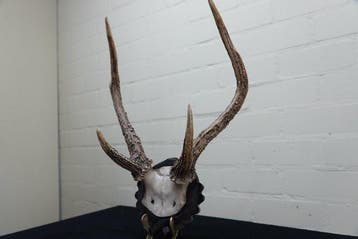 Sambar Deer Schedel met gewei - Cervus nippon - 24 cm - 40, Antiek en Kunst