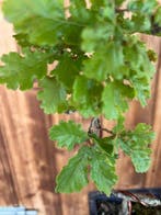 Oak bonsai (Quercus) - Hoogte (boom): 28 cm - Diepte (boom):