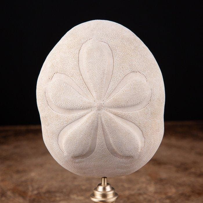 Cabinet de curiosité - Sun Dollar - Sea Urchin - Base, Verzamelen, Mineralen en Fossielen