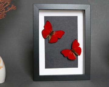 Papillon Support de corps entier pour taxidermie - Cymothoe