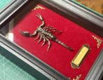 Heterometrus spinifer Taxidermie wandmontage - Heterometrus