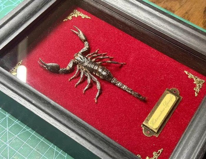 Heterometrus spinifer Taxidermie wandmontage - Heterometrus, Antiquités & Art, Curiosités & Brocante