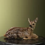 Reebok Jong Taxidermie Opgezette Dieren By Max, Ophalen of Verzenden, Opgezet dier