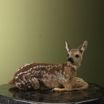 Reebok Jong Taxidermie Opgezette Dieren By Max, Verzamelen, Dierenverzamelingen, Ophalen of Verzenden, Nieuw, Wild dier, Opgezet dier