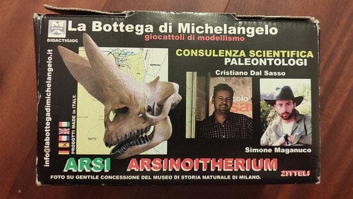 Schedel Arsinoitherium zitteli - Fossiel skelet - Crâne, Verzamelen, Mineralen en Fossielen