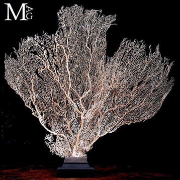 Monumentaal - Zeldzame grote witte Gorgonia Grote witte