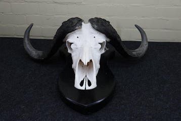 buffle du Cap Crâne - Syncerus caffer - 31 cm - 84 cm - 65, Nieuw
