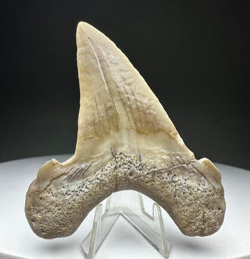 Otodus obliquus - Dent fossile - 6.5 cm - 5.5 cm