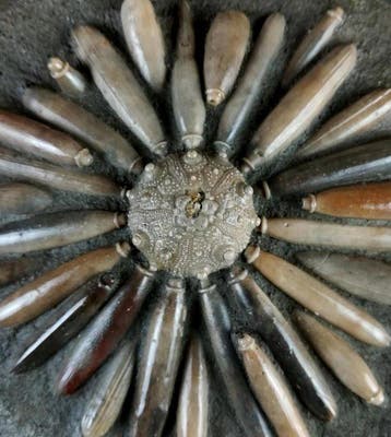 Hoge kwaliteit fossiele zee-egel!!! - Schelp met radiolen -