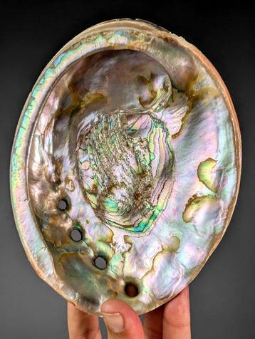 Bel ormeau rouge Coquillage marin - Haliotis rufescens