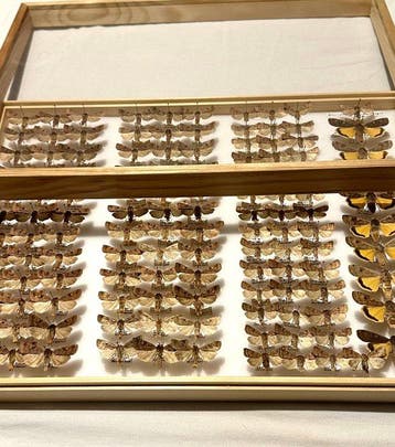 Grote historische collectie van 125x Nachtvlinders, Nieuw