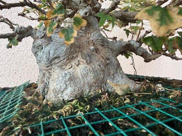 Bonsaï Érable de Bürger (Acer buergerianum) - Hauteur