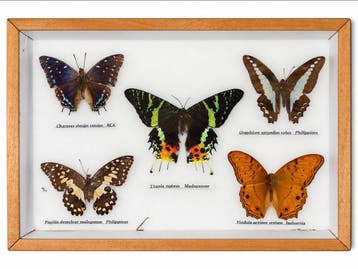 Vlinder Taxidermie wandmontage - Graphium sarpedon colus +