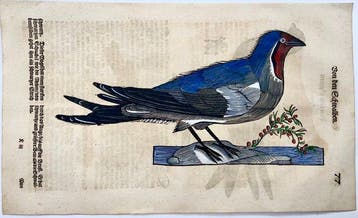 Conrad Gessner [d. 1565] - Swallow & Swift, folio with 2, Antiek en Kunst