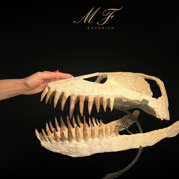 Plesiosaurus - Fossiele schedel - Zarafasaura oceanis - 44, Verzamelen, Mineralen en Fossielen