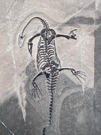 Reptile fossile: Keichousaurus -Trias - Animal fossilisé -