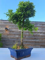 Japanese maple bonsai (Acer palmatum) - Hoogte (boom): 29 cm