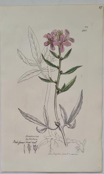 James Sowerby - 20 deels handgekleurde lithos o.a.