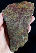 Spectaculaire graptolieten met uitzonderlijk behoud!!!, Verzamelen