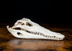 Nijl-krokodil Schedel - Crocidylus niloticus - 9 cm - 31 cm, Nieuw