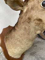 Daino Taxidermie wandmontage - Dama Dama - 105 cm - 85 cm -
