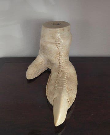Autruche Monture pour réplique taxidermique - Struthio