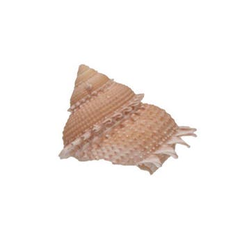 Stekelige sternsnekel: Astraea spec. erectospinosa (39 mm) –, Nieuw