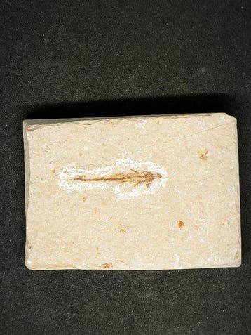 Vliegende vis - Fossiele plaatmatrix - Exocoetoides minor -