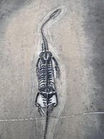 Reptile fossile: Keichousaurus -Trias - Animal fossilisé -