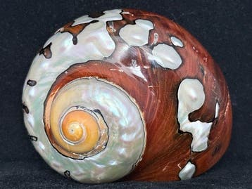 Escargot de mer Coquillage marin - S-405 TURBO SARMATICUS