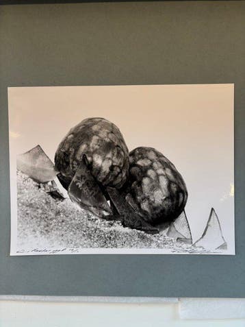 Paul Blanca (1958-2021) - Dos Frutos
